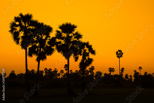 silhouette sugar palm tree