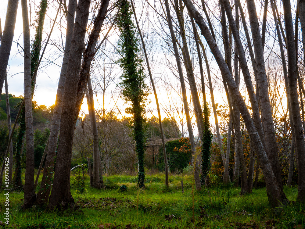 Naklejka premium stone house in the forest at sunset