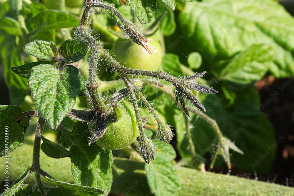 Closeup of fuzzy unripen tomatoes growing on a plant Closeup of fuzzy unripen tomatoes growing on a plant