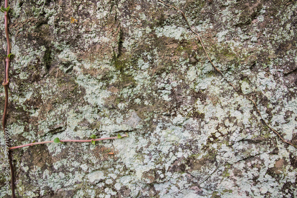 岩肌に苔がある 岩肌に苔がある