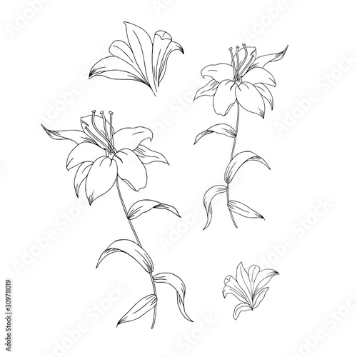 Line Art Lily Flowers Illustration