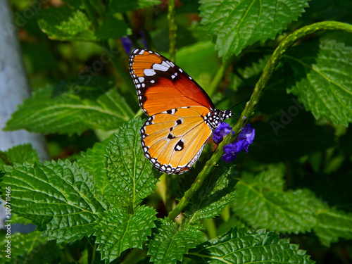 beautiful  Danaus chrysippus, also khown as the plain tiger or African queen , is a medium sized stripped butterfly sat on a indian lantana plant close up. photo