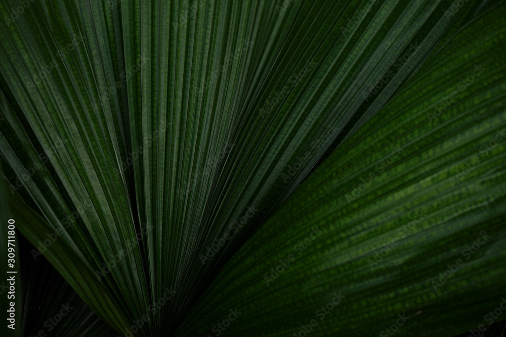 Palm leaf for text or template background or design resources Palm leaf for text or template background or design resources