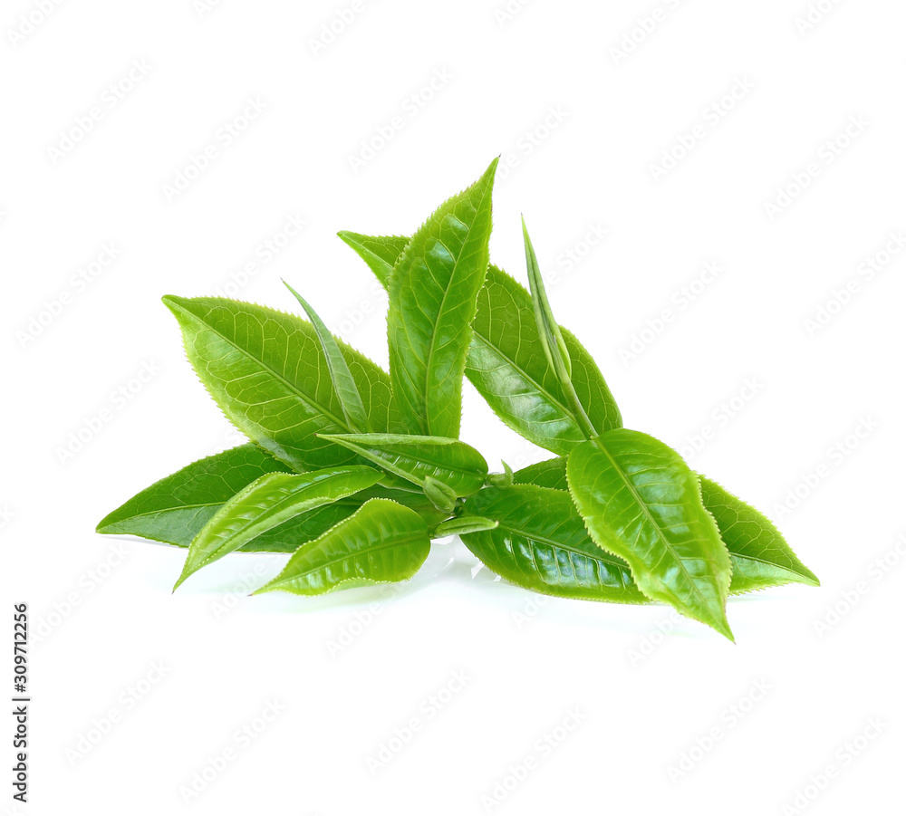 Obraz premium green tea leaf isolated on white background