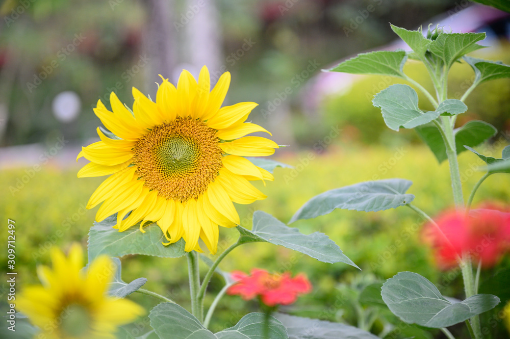 Sunflower in the garden. Close-up of sunflower. Sunflower in the garden. Close-up of sunflower.