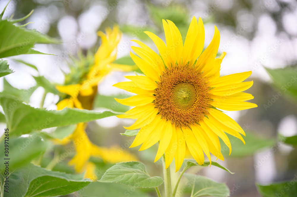 Fototapeta premium Sunflower in the garden. Close-up of sunflower.