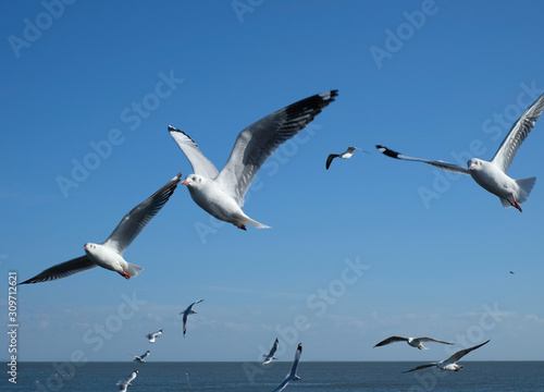 Seagulls fly high over the sea 3