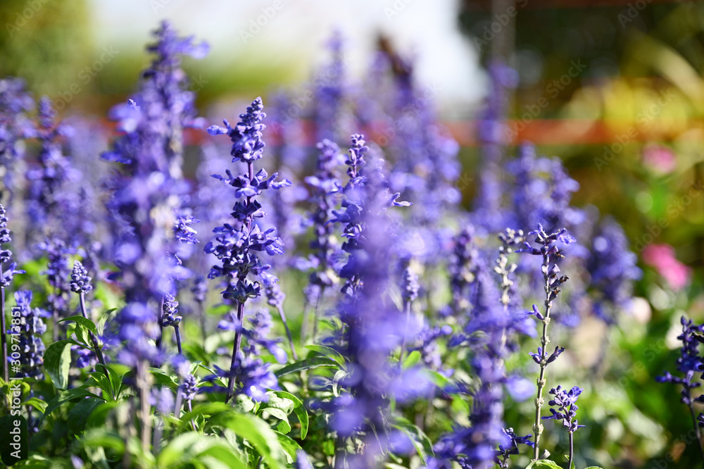 Naklejka premium Beautiful lavander flowers in the garden on summer.