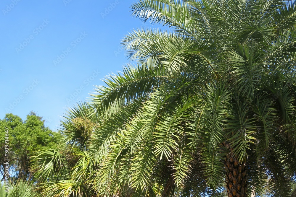 Palm trees on blue sky background in Florida zoological garden 