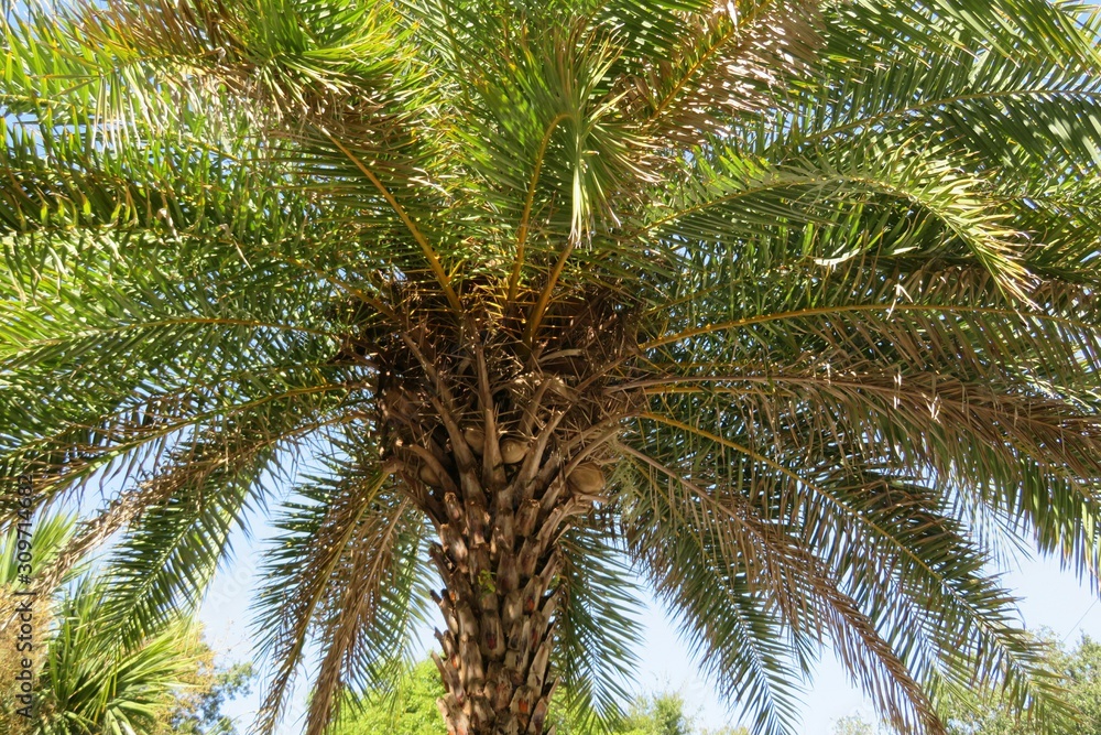 Palm tree top on blue sky background in Florida nature Palm tree top on blue sky background in Florida nature