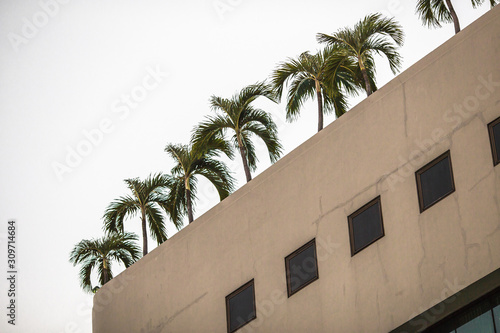 Blurred abstract background of small perennial trees planted on the roof of a condo or office, for recreation and fresh air in the urban community. © bangprik