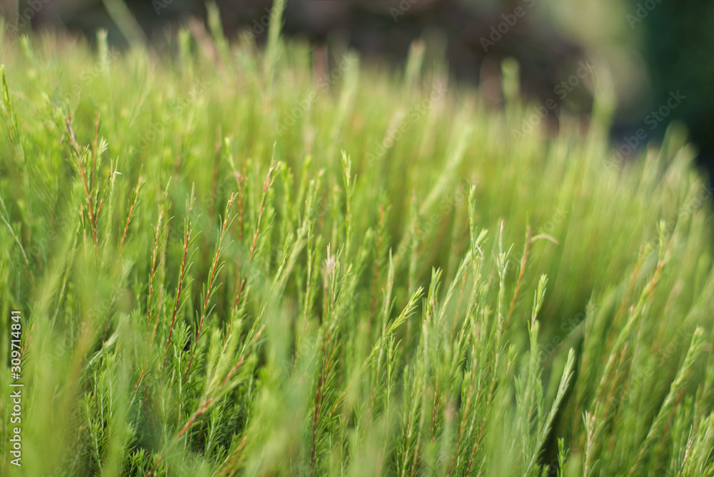 fields of green