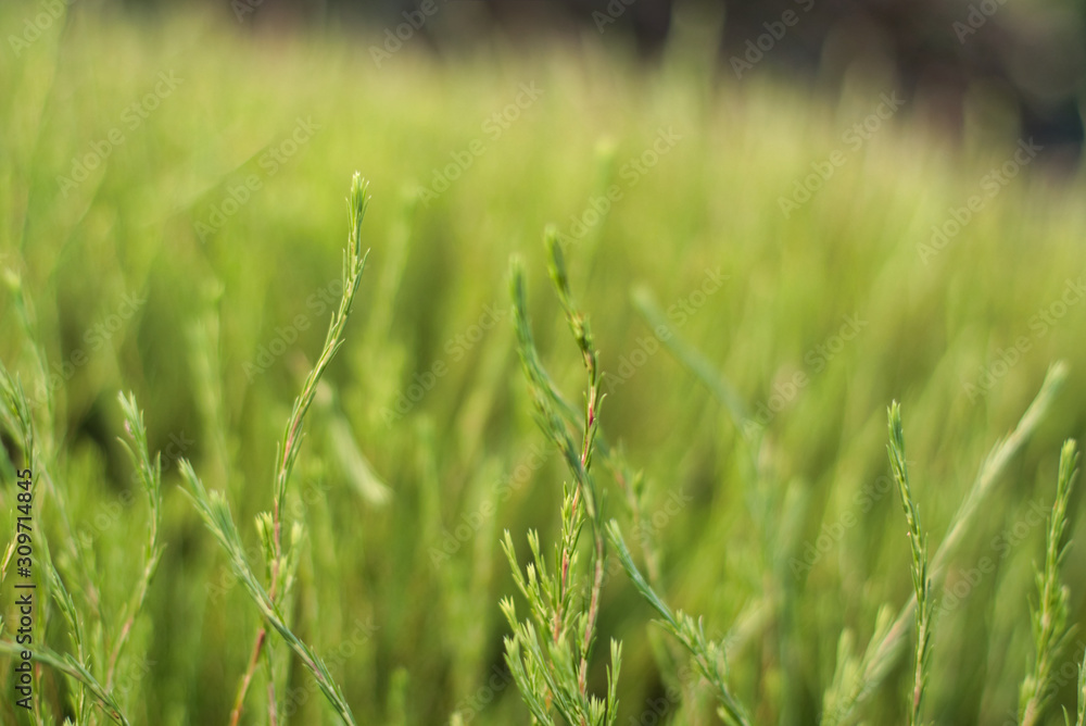 fields of green fields of green