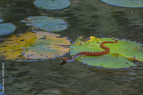 Corn Snake (Pantherophis Guttatas) moving across a lilly pad at McKee Botanical Gardens. Vero Beach, Indian River County, Florida USA
