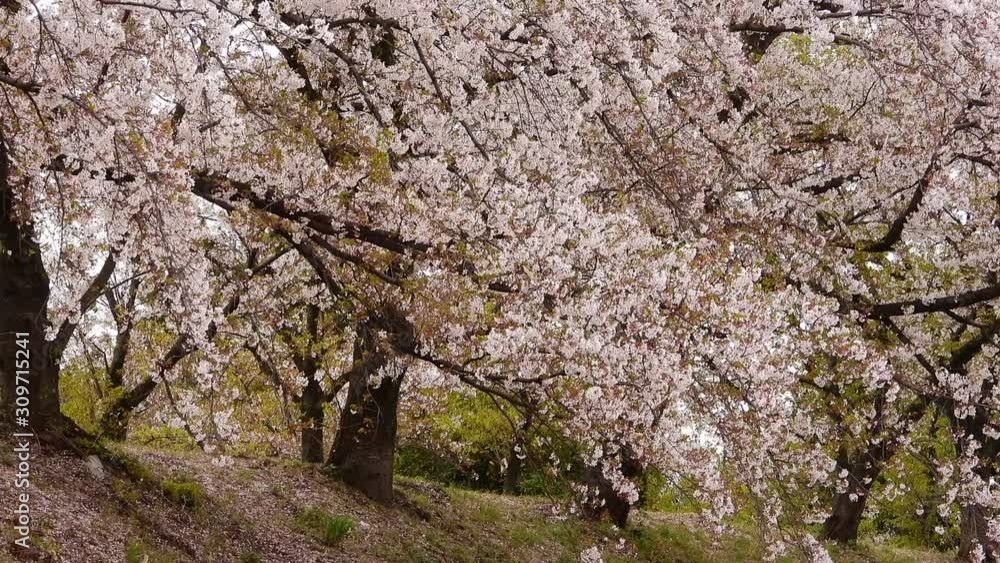 さくら並木の、桜吹雪 さくら並木の、桜吹雪