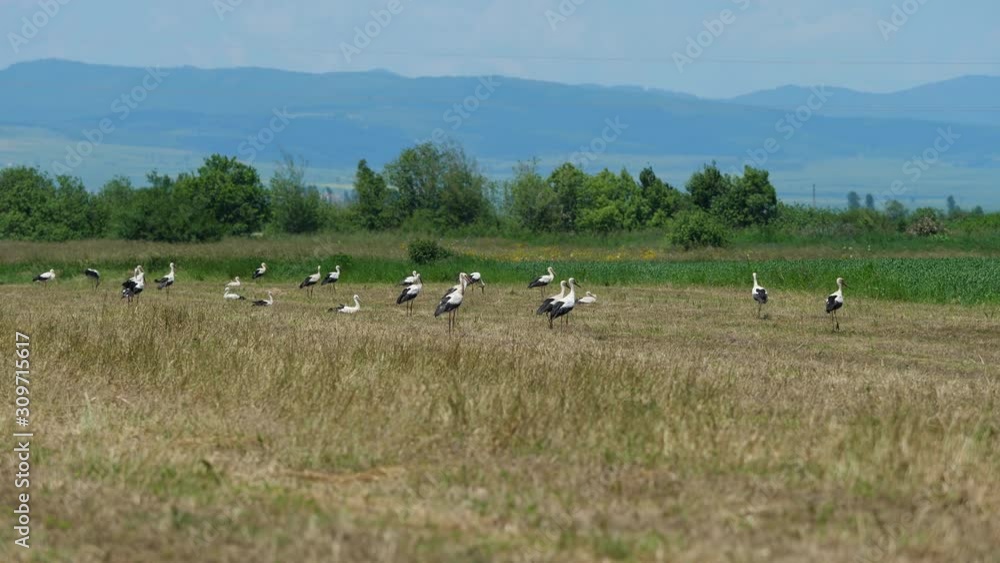 Many storks looking for food in meadow, birds flying on over spring meadow on blue sky, field with many storks Many storks looking for food in meadow, birds flying on over spring meadow on blue sky, field with many storks
