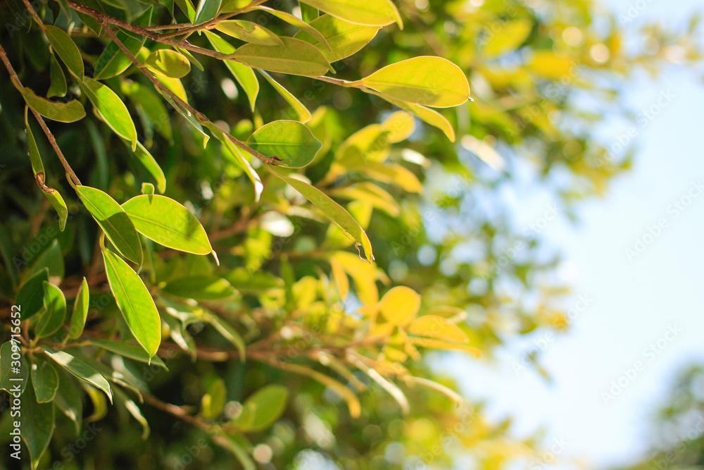 bokeh of tree and sky bokeh of tree and sky