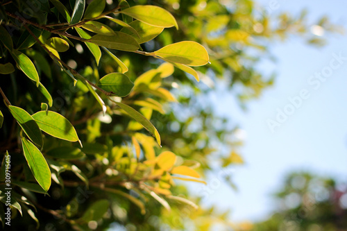 bokeh of tree and sky