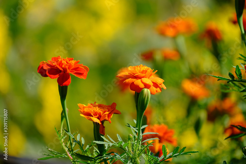 Beautiful marigold or orange flowers with natural background