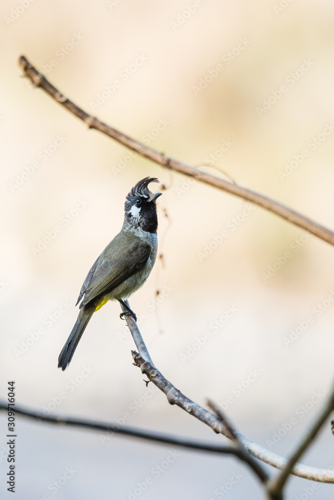 Obraz premium Himalayan Bulbul perched on a stick