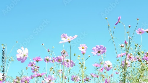 Beautiful purple cosmos flowers garden with clear blue sky background