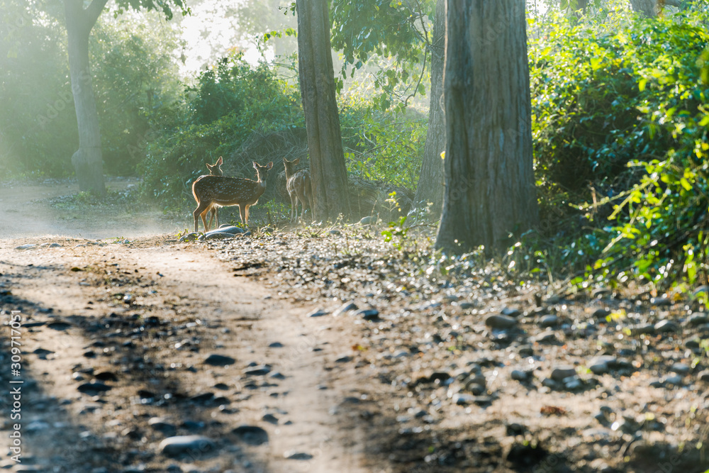 Obraz premium Spotted Deers under sun rays
