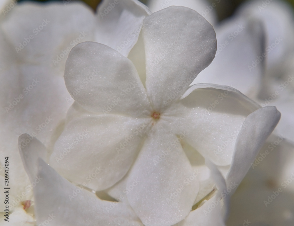Flower Blossom - 001 Flower Blossom - 001