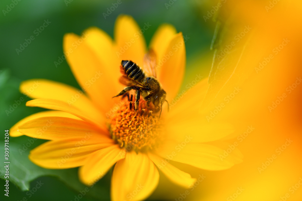 Bee. Close up of a large striped bee collecting pollen on a yellow flower. Macro horizontal photography Bee. Close up of a large striped bee collecting pollen on a yellow flower. Macro horizontal photography