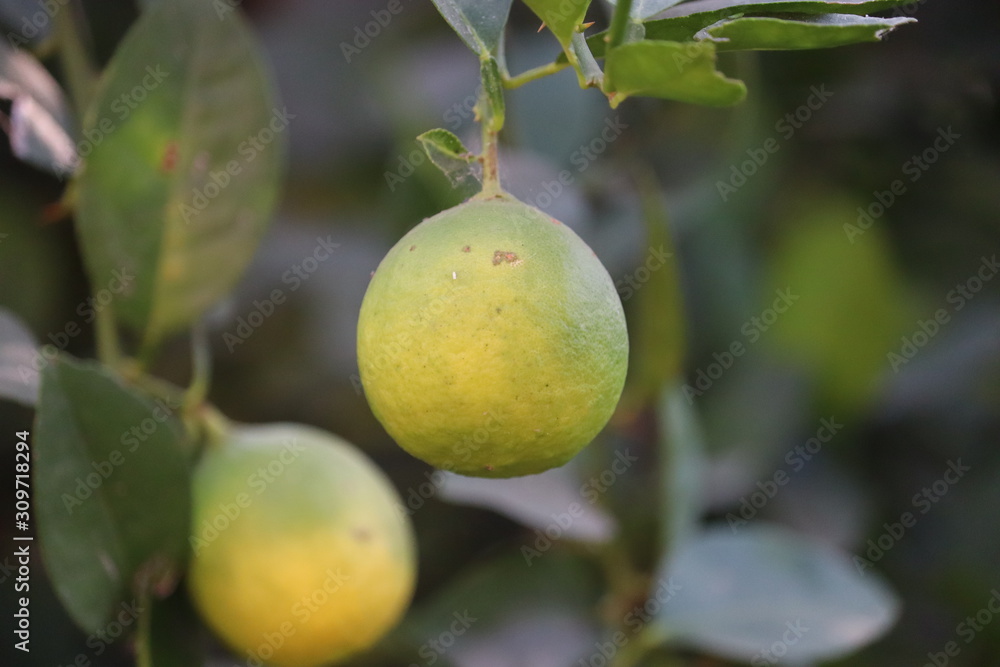 Citrus fruits (orange, lemon, grapefruit, mandarin, lime).Bunches of fresh yellow ripe yellow (green) lemons on lemon tree(plant) branches in indian garden Citrus fruits (orange, lemon, grapefruit, mandarin, lime).Bunches of fresh yellow ripe yellow (green) lemons on lemon tree(plant) branches in indian garden