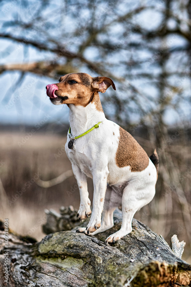 Jack Russell Terrier for a walk. Photographed in retro style. Jack Russell Terrier for a walk. Photographed in retro style.