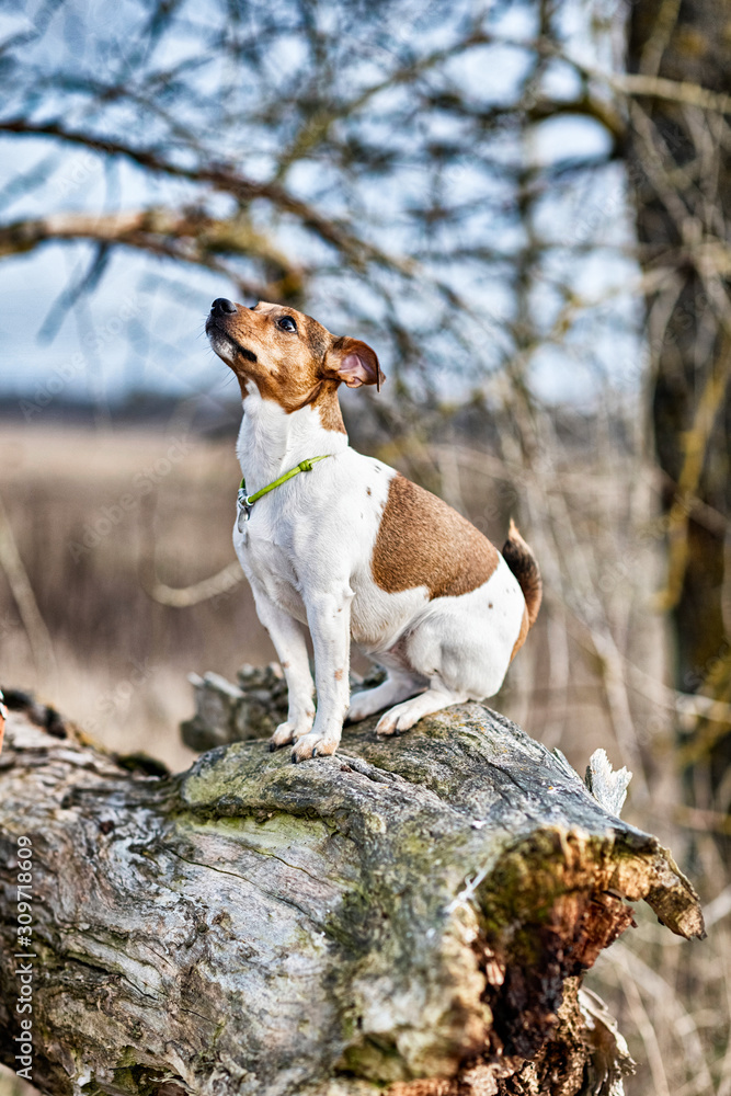 Jack Russell Terrier for a walk. Photographed in retro style.