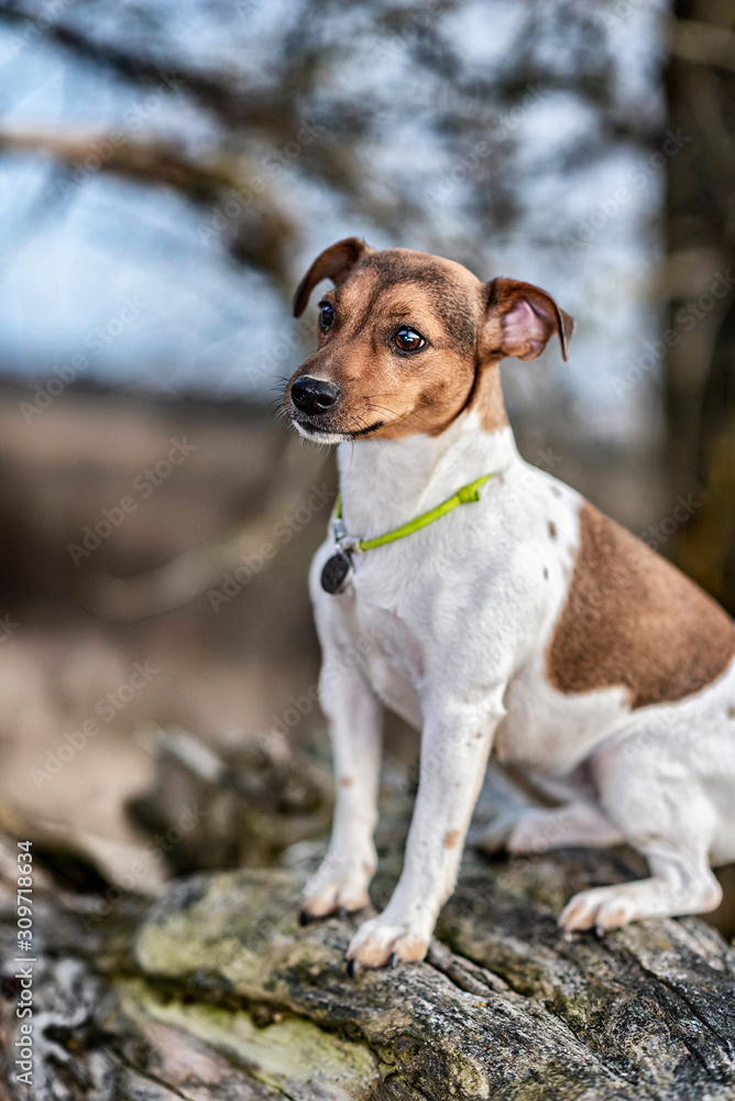 Jack Russell Terrier for a walk. Photographed in retro style. Jack Russell Terrier for a walk. Photographed in retro style.