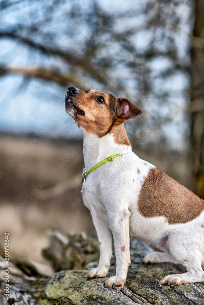Jack Russell Terrier for a walk. Photographed in retro style. Jack Russell Terrier for a walk. Photographed in retro style.
