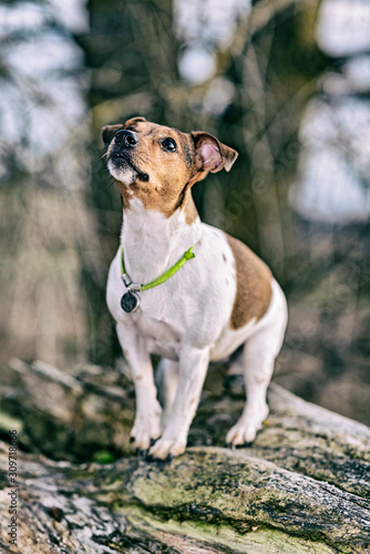 Fototapeta Naklejka Na Ścianę i Meble -  Jack Russell Terrier for a walk. Photographed in retro style.