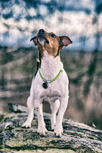 Jack Russell Terrier for a walk. Photographed in retro style.