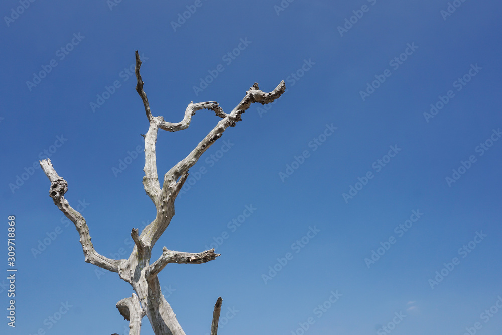 Dried-up tree on blue sky