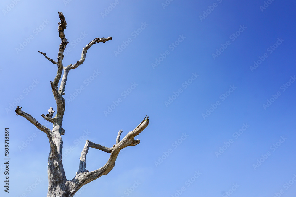 Dried-up tree on blue sky Dried-up tree on blue sky