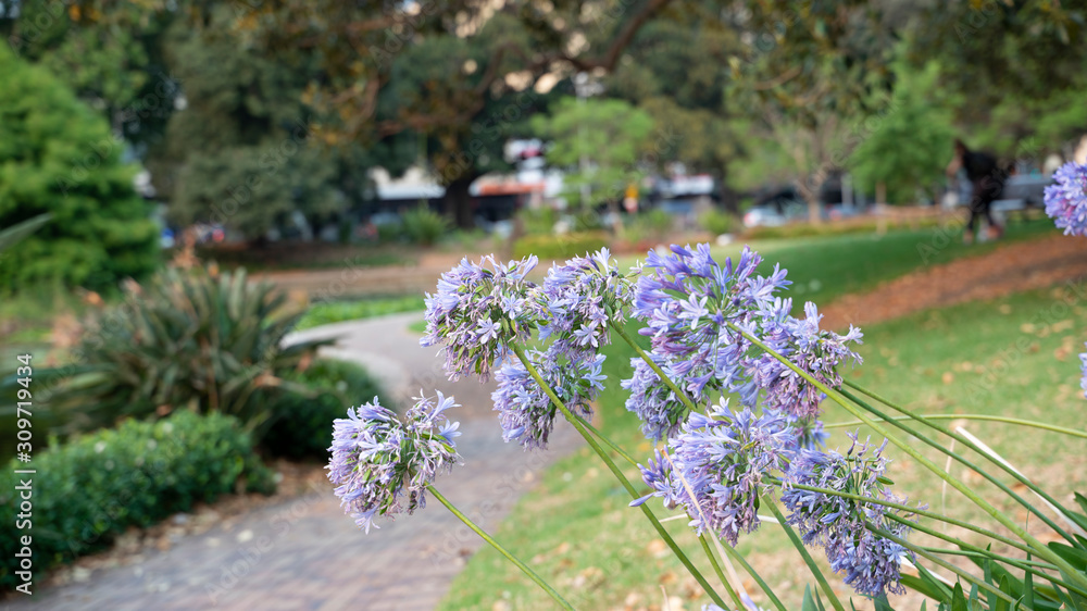 Obraz premium Agapanthus in bloom in a city park