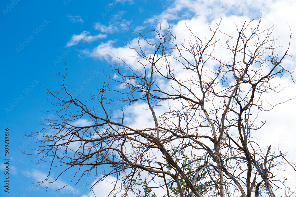 Dry tree on beautiful dramatic sky Dry tree on beautiful dramatic sky