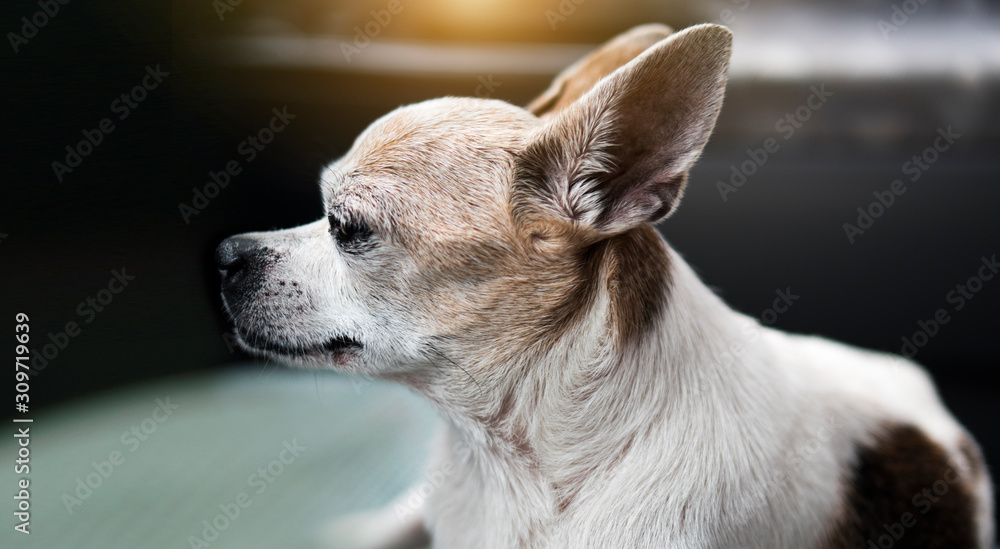 Lovely white chihuahua Look out to the side Lovely white chihuahua Look out to the side