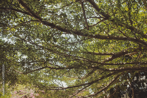 Shade long tree branches