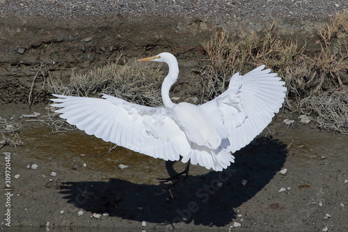 Fototapeta Naklejka Na Ścianę i Meble -  Egret in flight