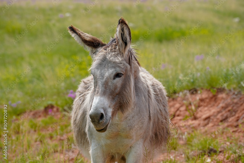 Wild Burro looking from a field of South Dakota Wild Burro looking from a field of South Dakota