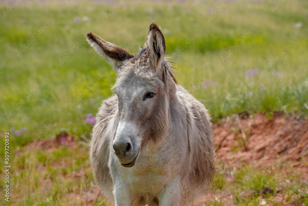 Wild Burro looking from a field of South Dakota