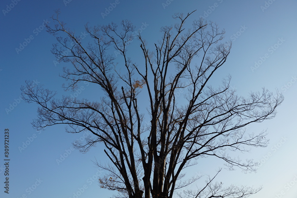 a tree in a clear sunny day a tree in a clear sunny day