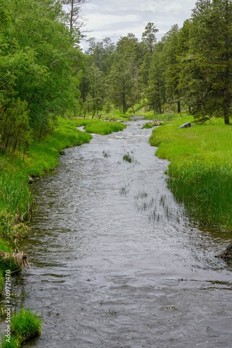 Flowing creek and forest in the Black Hills of South Dakota
