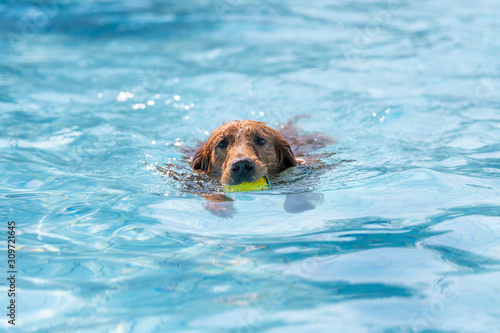 Golden retriever swimming in the pool