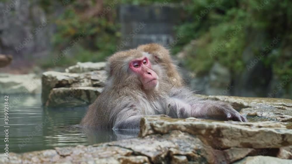 Snow monkey carefully clean other monkey's fur while bath together in hot spring Snow monkey carefully clean other monkey's fur while bath together in hot spring