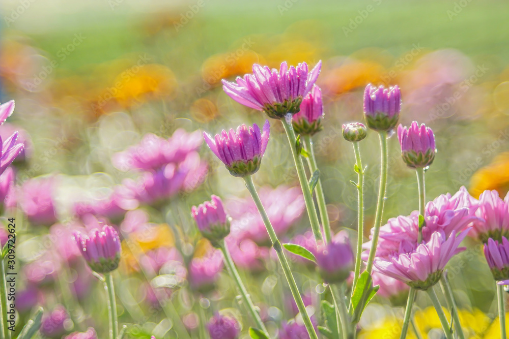 Obraz premium Beautiful chrysanthemum flowers in the garden.