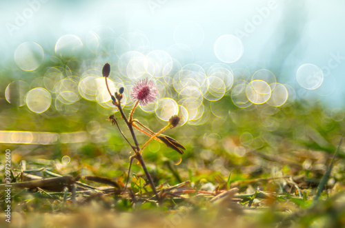 Beautiful grass flower in the garden.